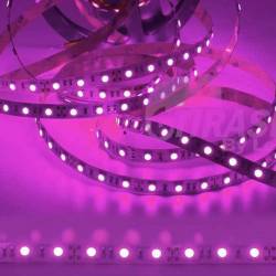 Tira LED luz rosada violeta a 12V de 14,4W por cada metro lineal con chips 5050 60 LEDs por metro